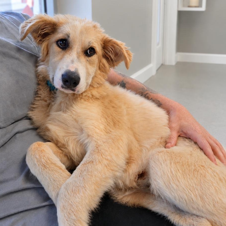 Enlarge Lacey Star, a ADOPTABLE Great Pyrenees in Atlanta, GA image 3/6
