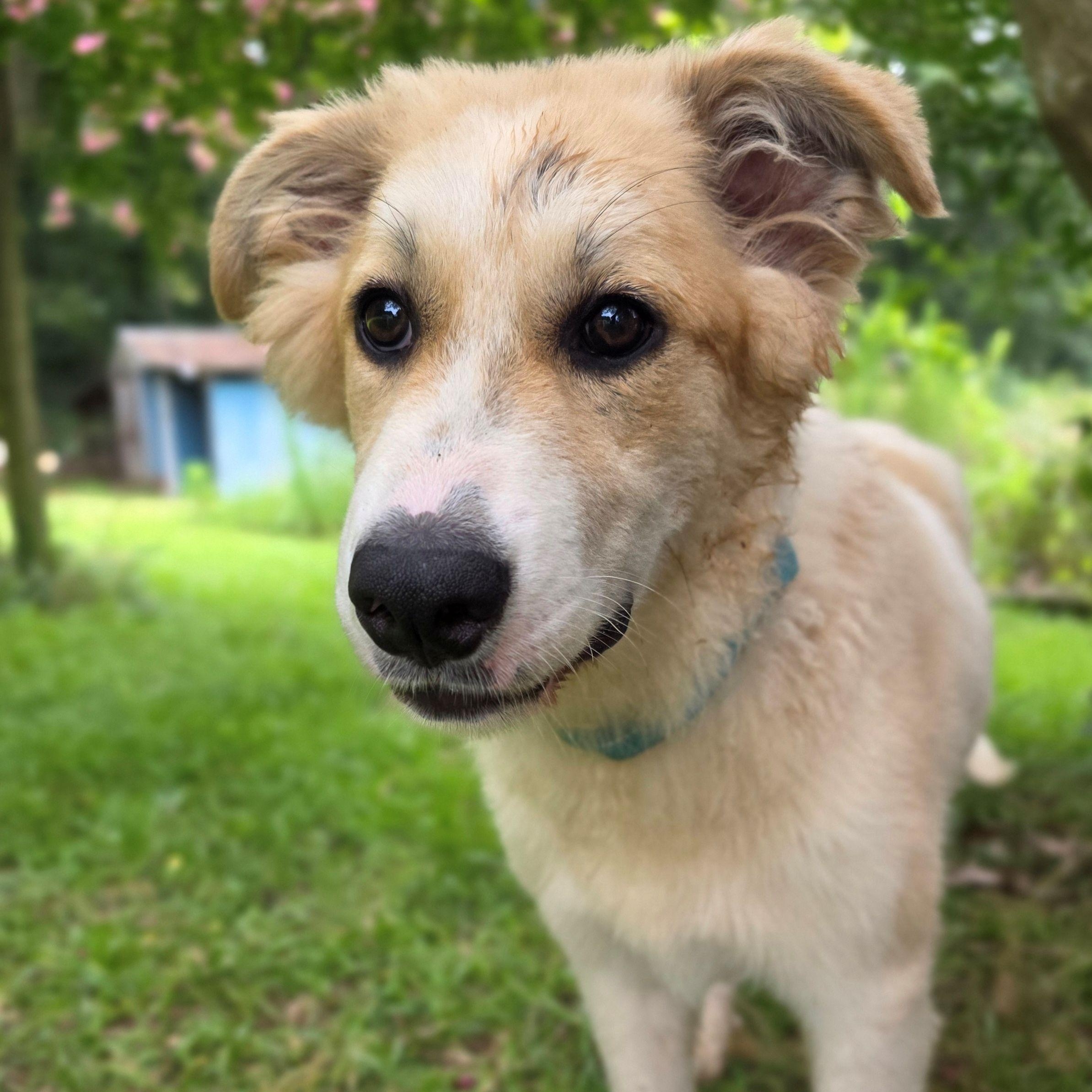 Enlarge Lacey Star, a ADOPTABLE Great Pyrenees in Atlanta, GA image 4/6