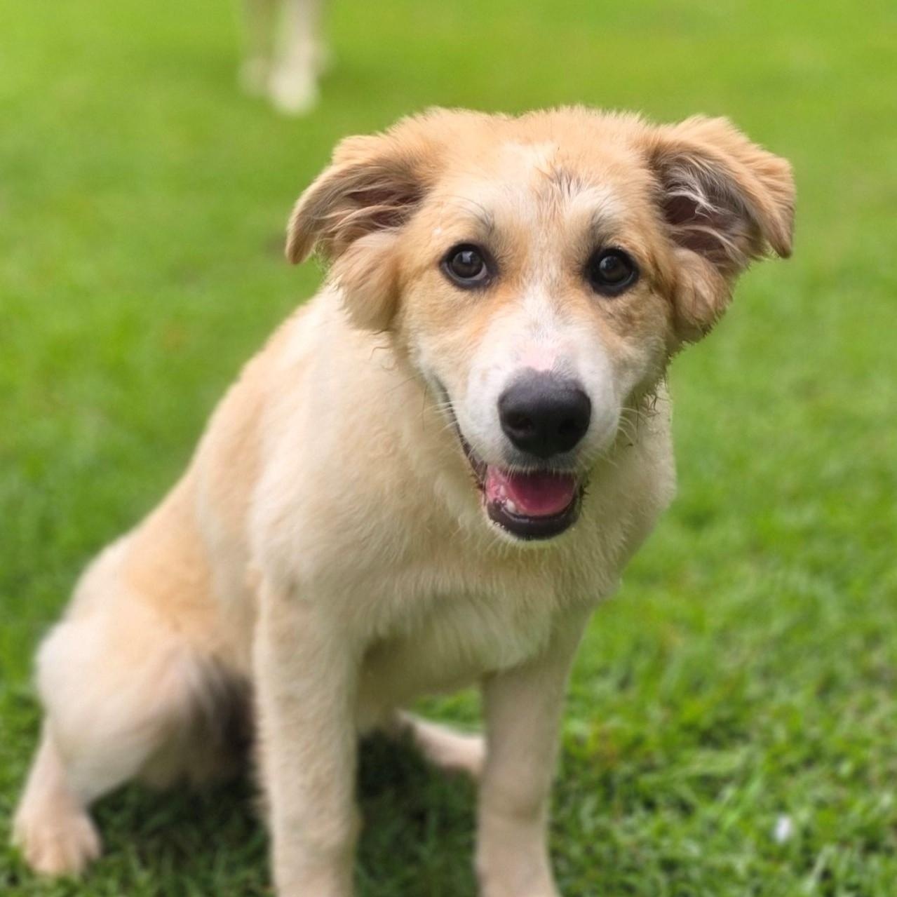 Enlarge Lacey Star, a ADOPTABLE Great Pyrenees in Atlanta, GA image 2/6
