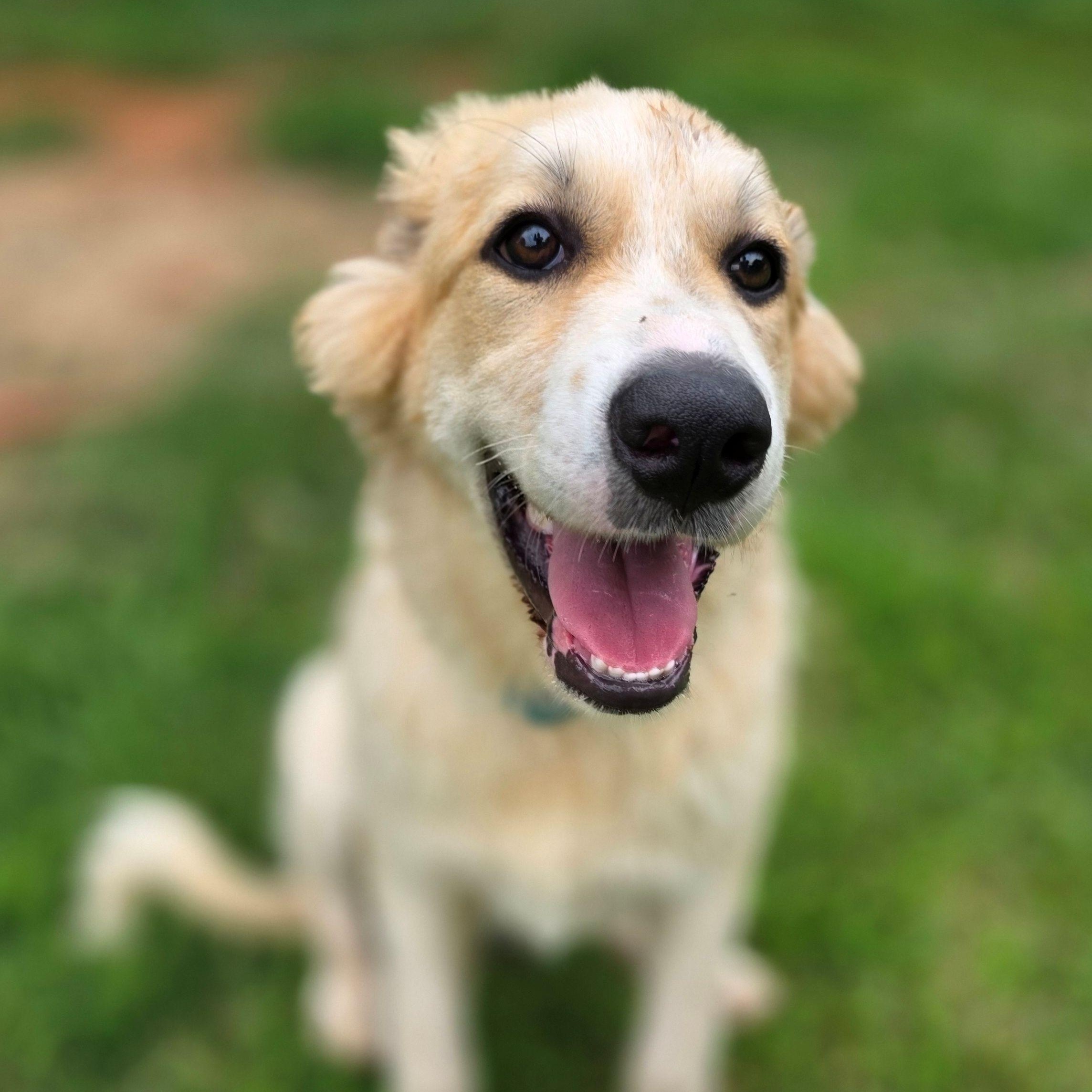 Lacey Star, ADOPTABLE, Young Female Great Pyrenees.