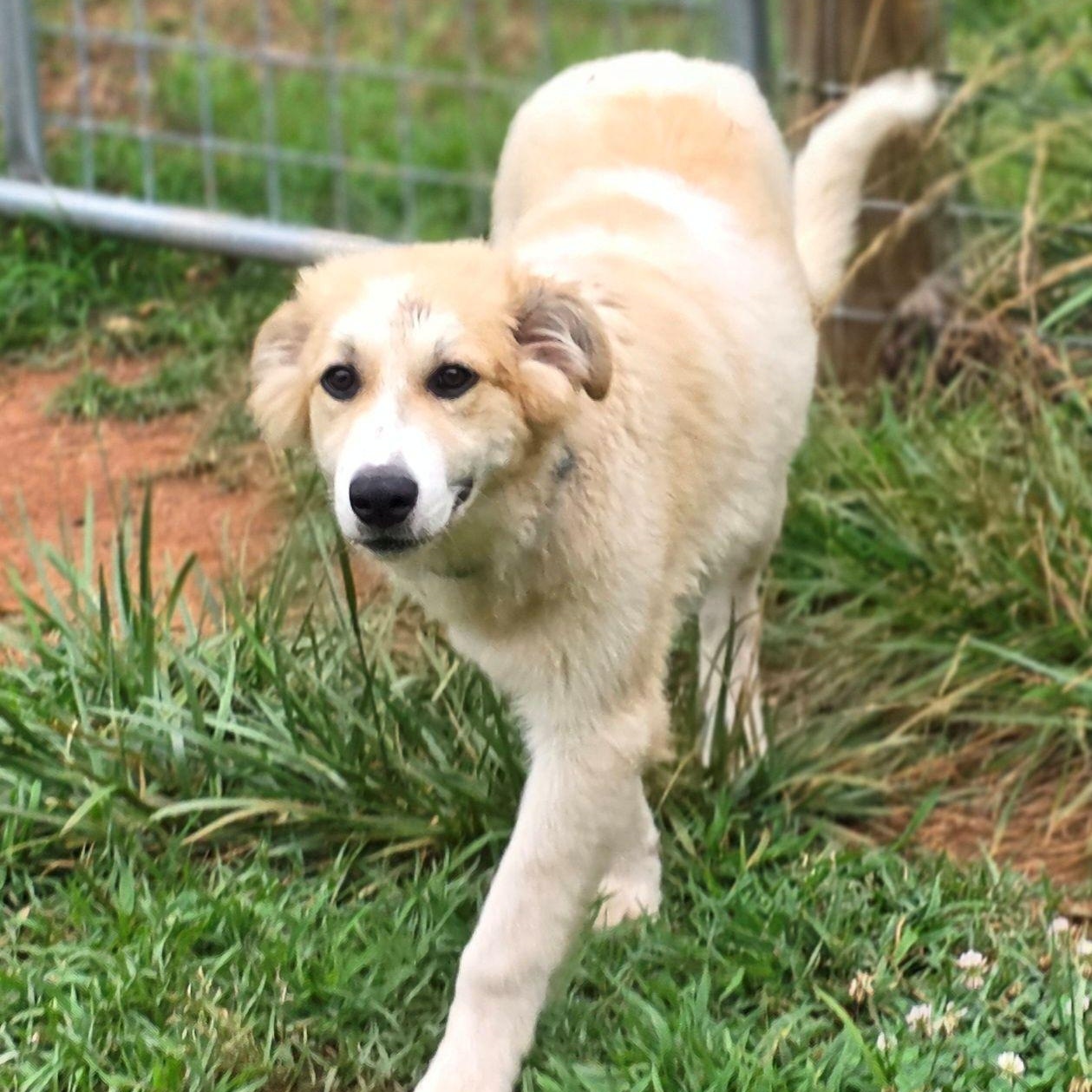 Enlarge Lacey Star, a ADOPTABLE Great Pyrenees in Atlanta, GA image 5/6