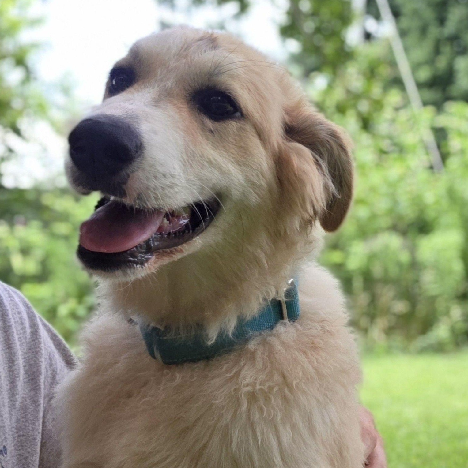 Enlarge Lacey Star, a ADOPTABLE Great Pyrenees in Atlanta, GA image 6/6