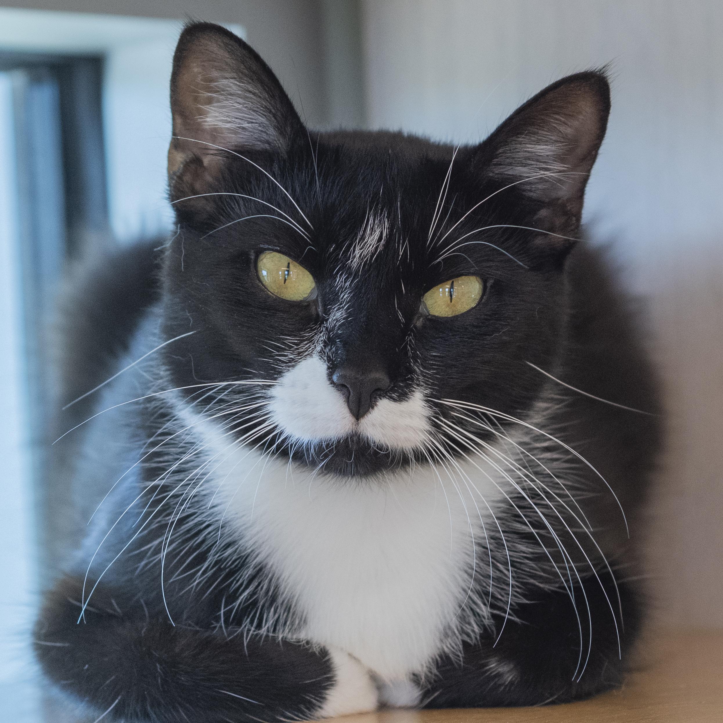 Enlarge Lil Bean, a Adoptable Domestic Short Hair in Pontiac, MI image 1/1