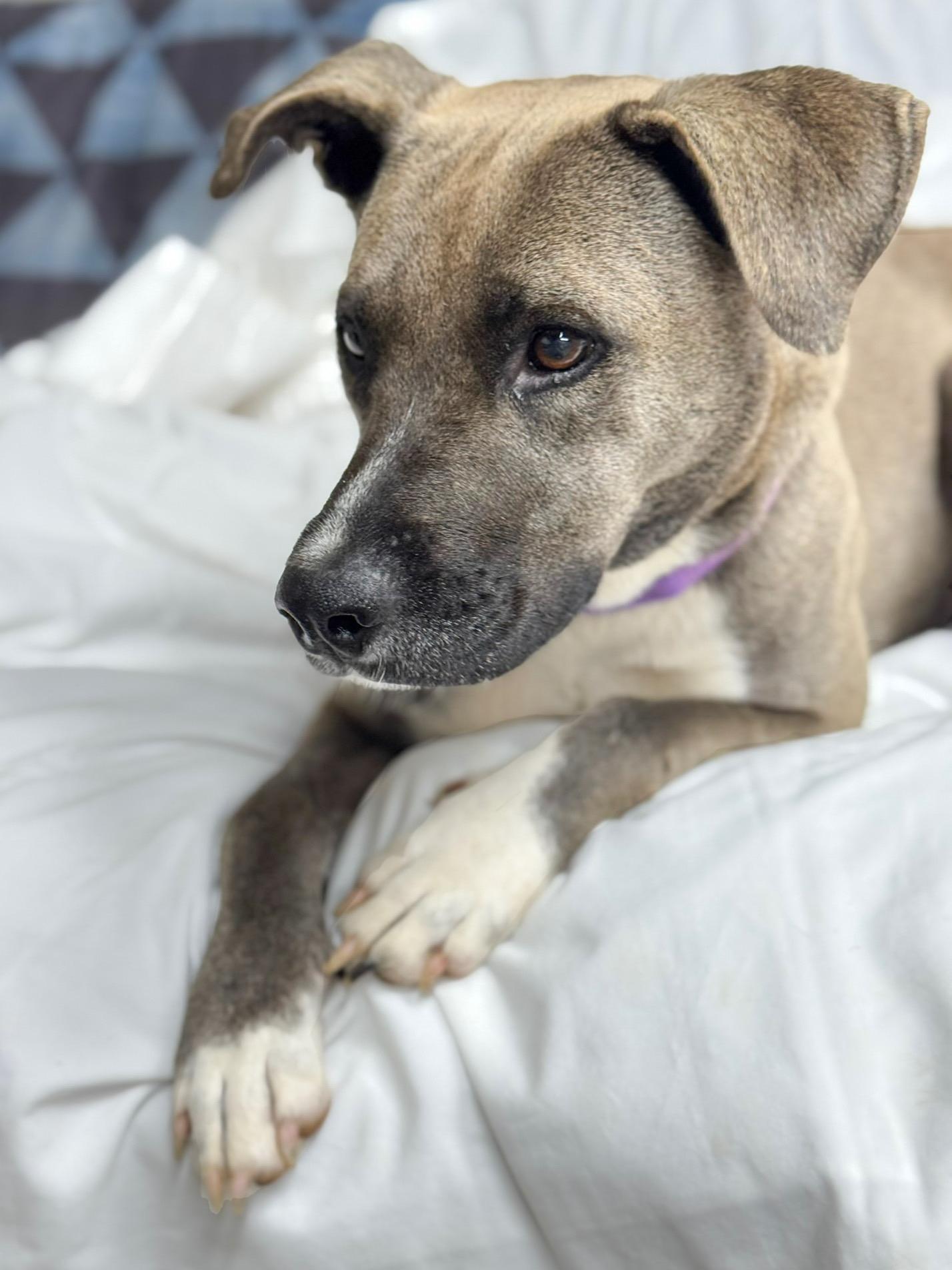 Hera, a Adoptable mixed breed in Henderson, TX image 2/3