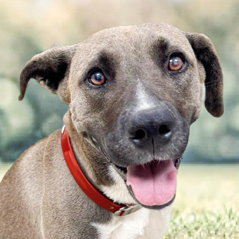 Hera, a Adoptable mixed breed in Henderson, TX image 1/3
