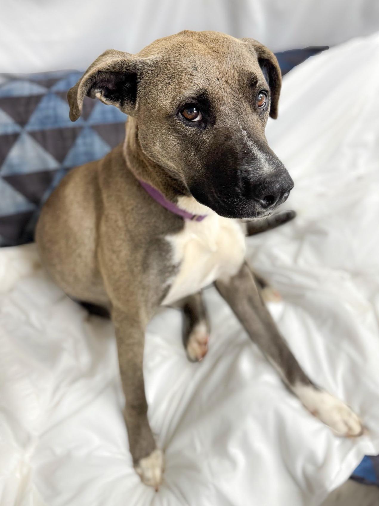 Hera, a Adoptable mixed breed in Henderson, TX image 3/3