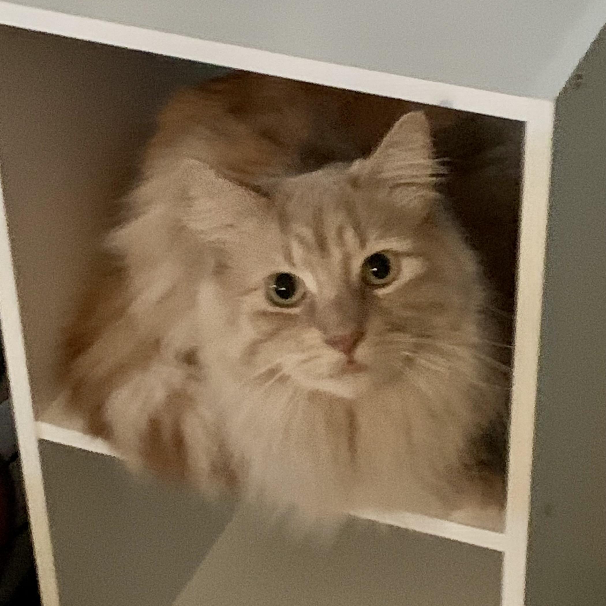Enlarge Robbie - handsome long hair fella , a ADOPTABLE Domestic Medium Hair in Ambler, PA image 1/3
