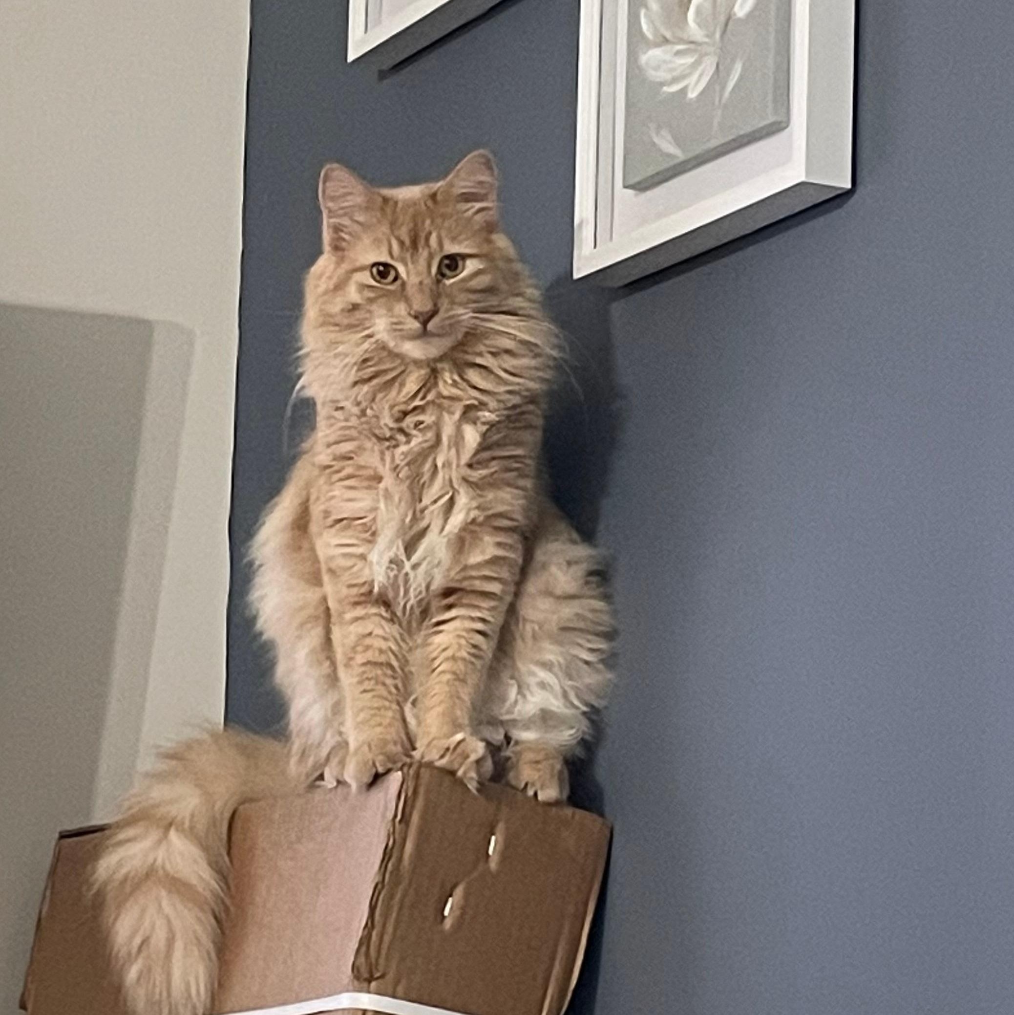 Robbie  Handsome Long thumbnail 2