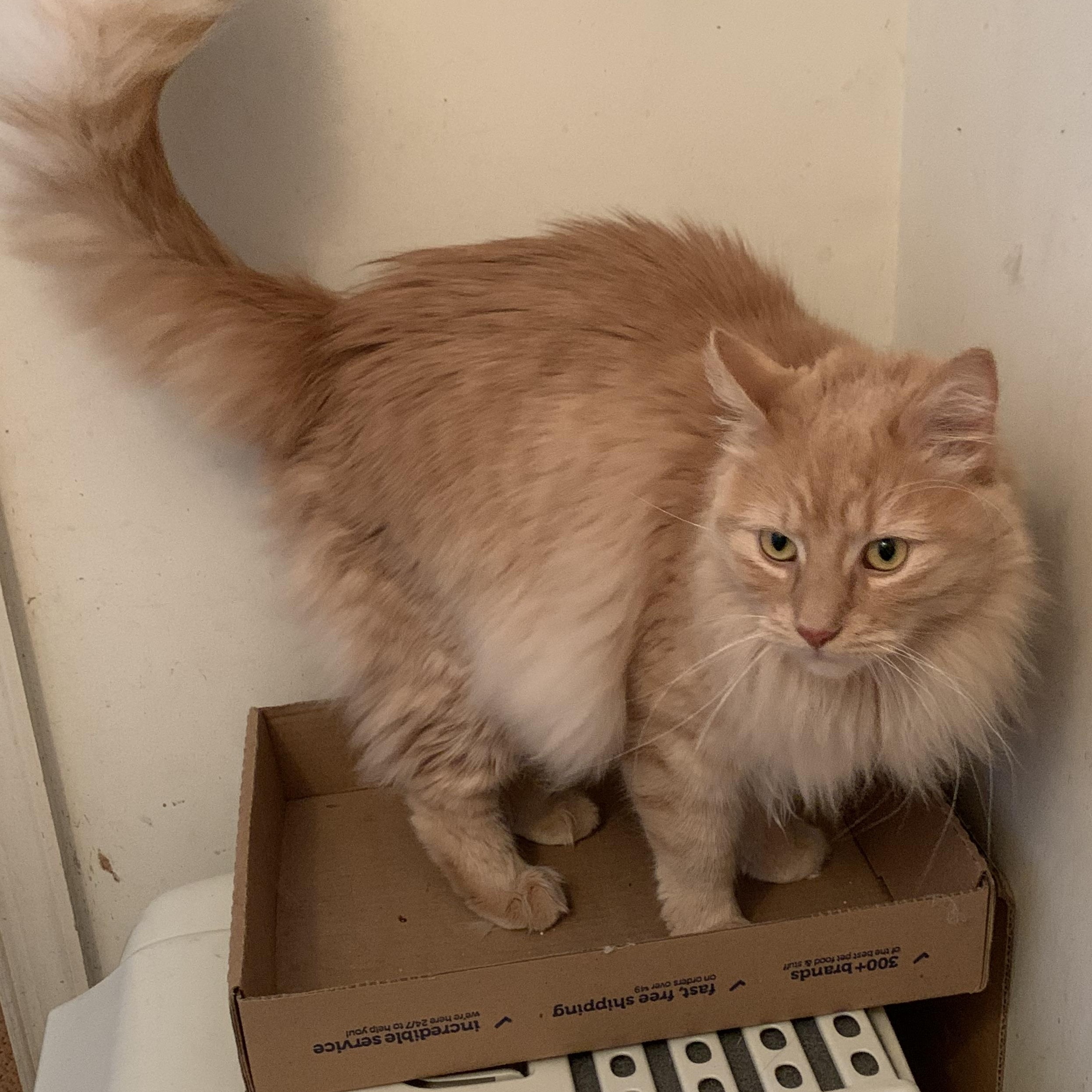 Enlarge Robbie - handsome long hair fella , a ADOPTABLE Domestic Medium Hair in Ambler, PA image 2/3