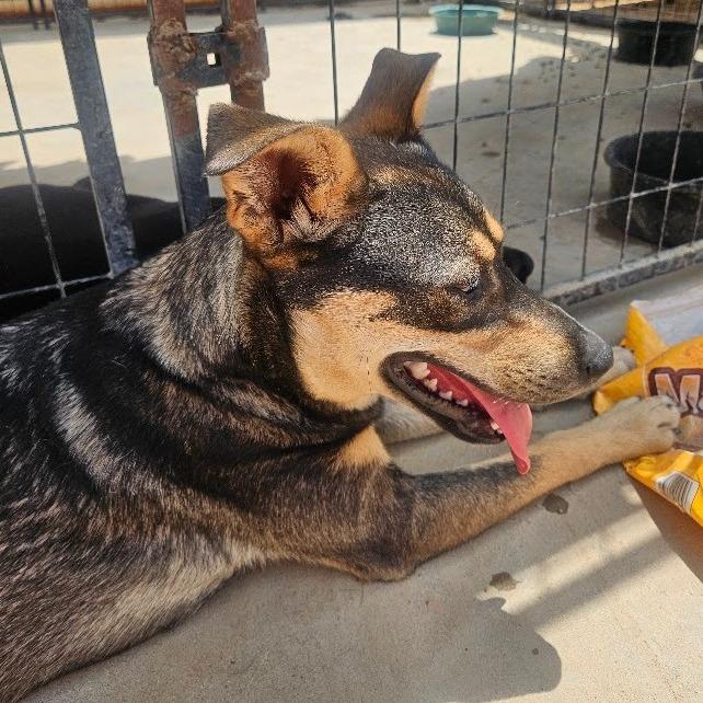 Enlarge Sissy, a Adoptable mixed breed in Odessa, TX image 1/1