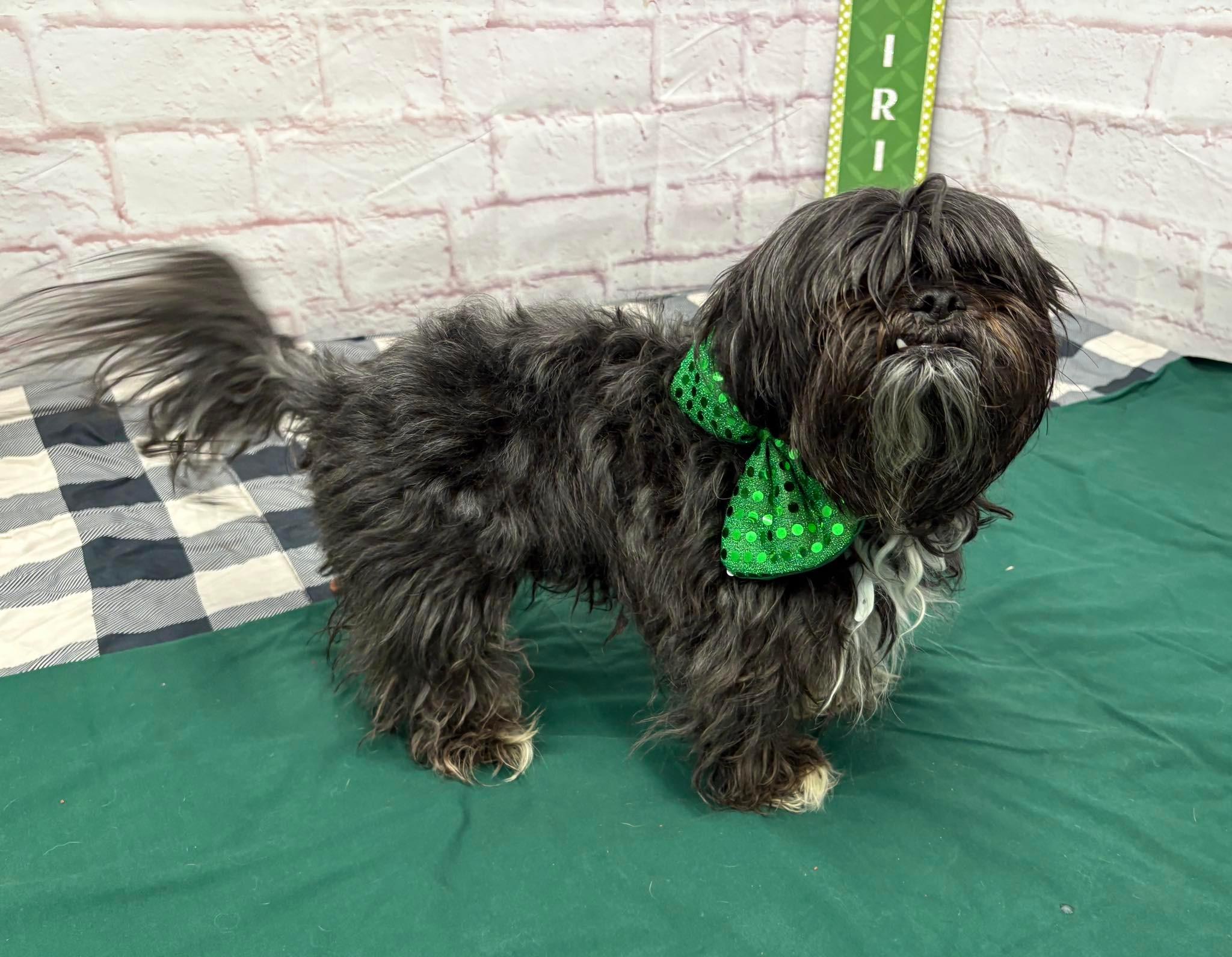 Dimitri , adopted, Adult Male Shih Tzu.