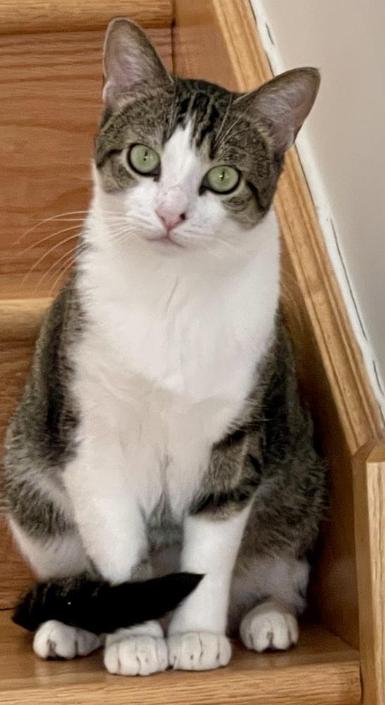 Enlarge Tag, a Adoptable Domestic Short Hair in Chicago, IL image 1/4