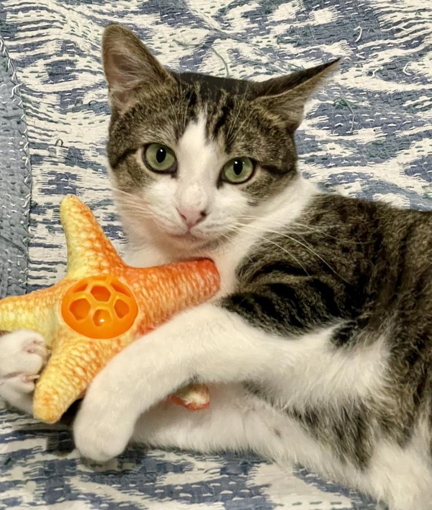 Enlarge Tag, a Adoptable Domestic Short Hair in Chicago, IL image 2/4