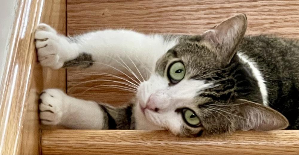 Enlarge Tag, a Adoptable Domestic Short Hair in Chicago, IL image 3/4