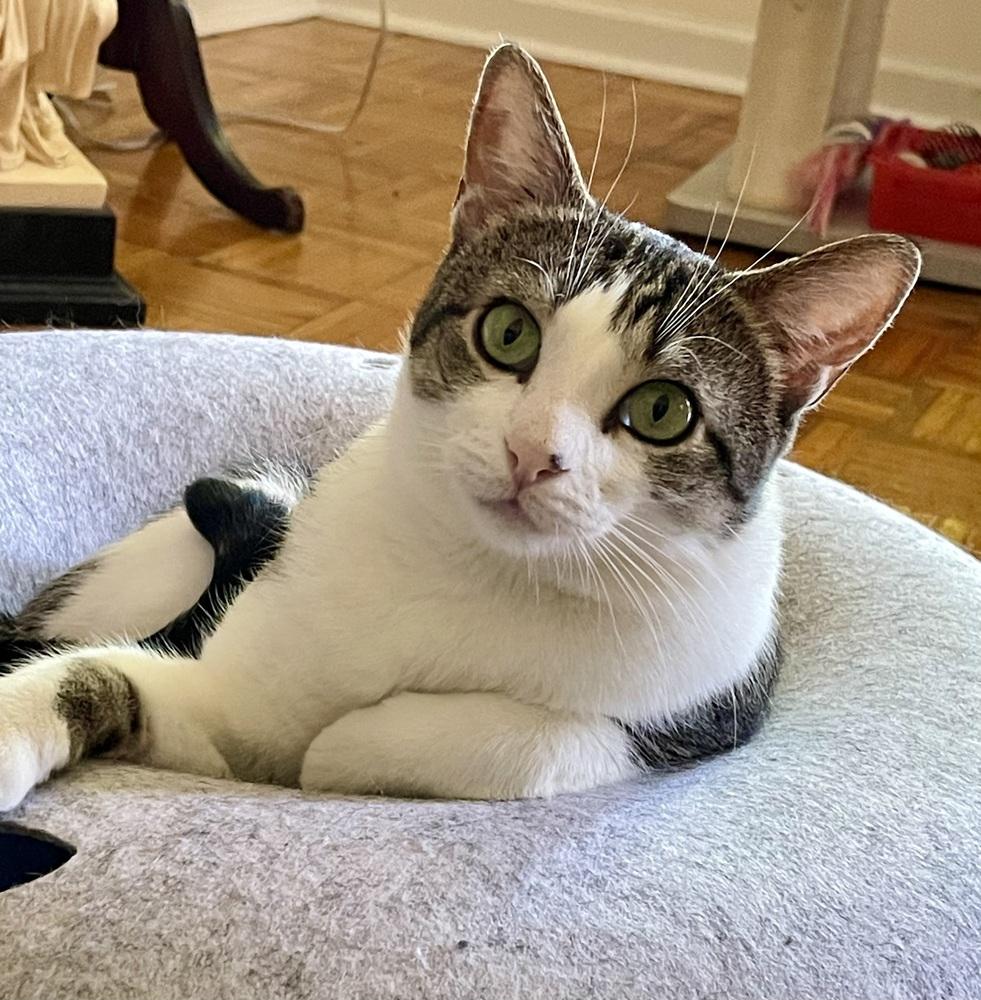 Enlarge Tag, a Adoptable Domestic Short Hair in Chicago, IL image 4/4