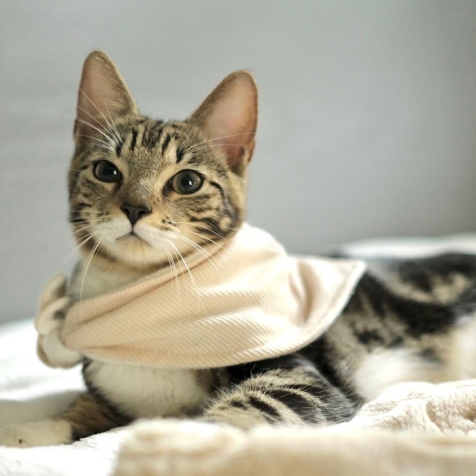 Phoenix & Sammy thumbnail 3