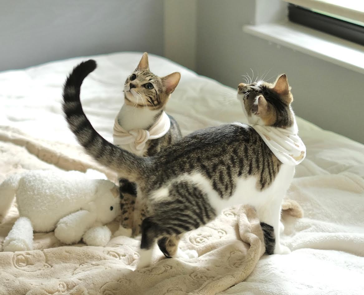 Phoenix & Sammy thumbnail 2