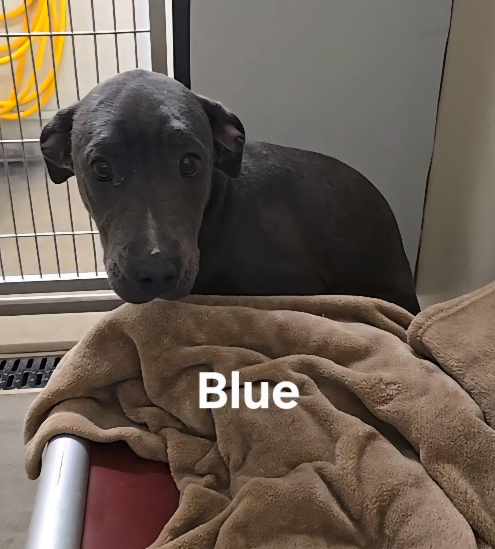 Blue (FOSTER needed)