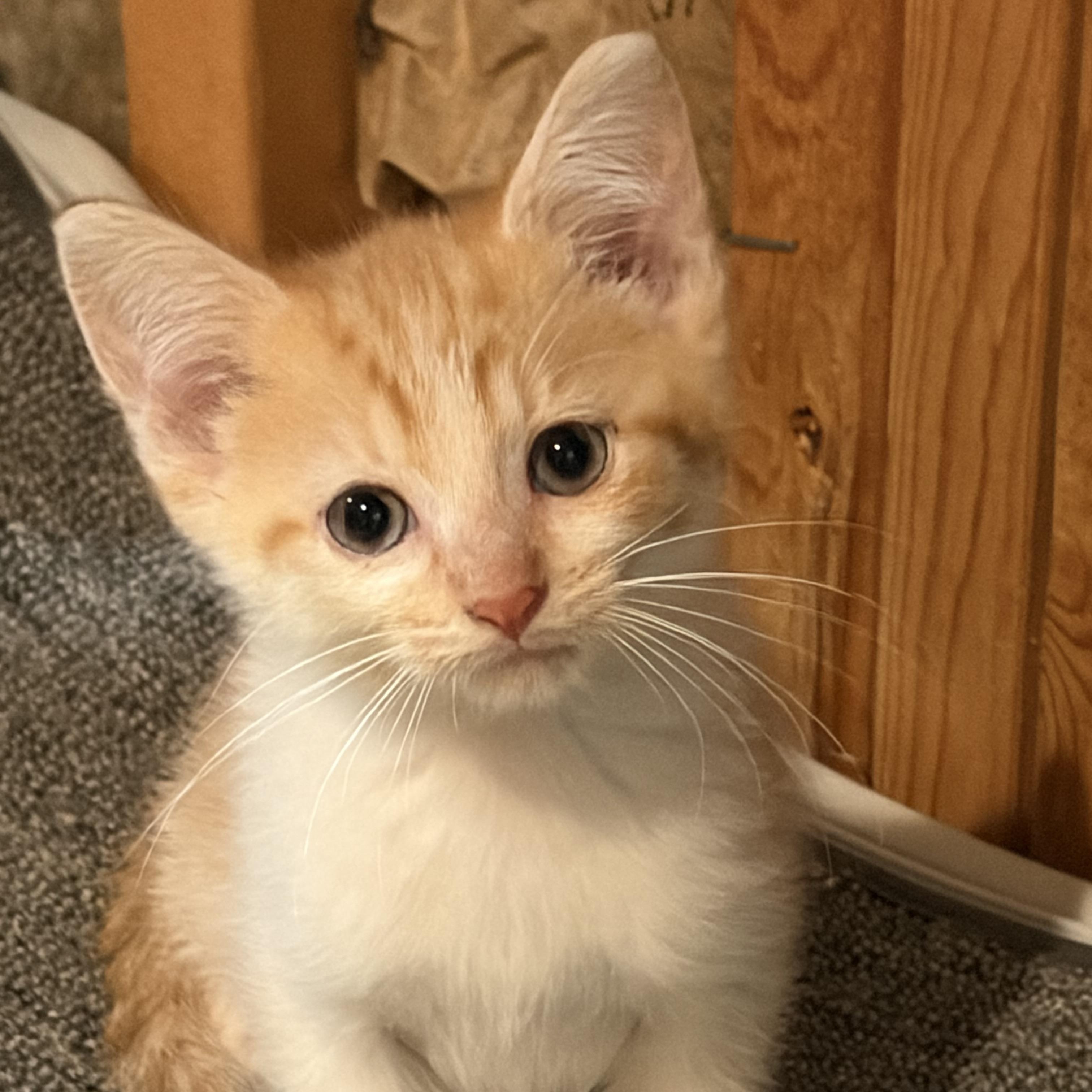 Rusty, Adoptable, Kitten Male Domestic Short Hair.