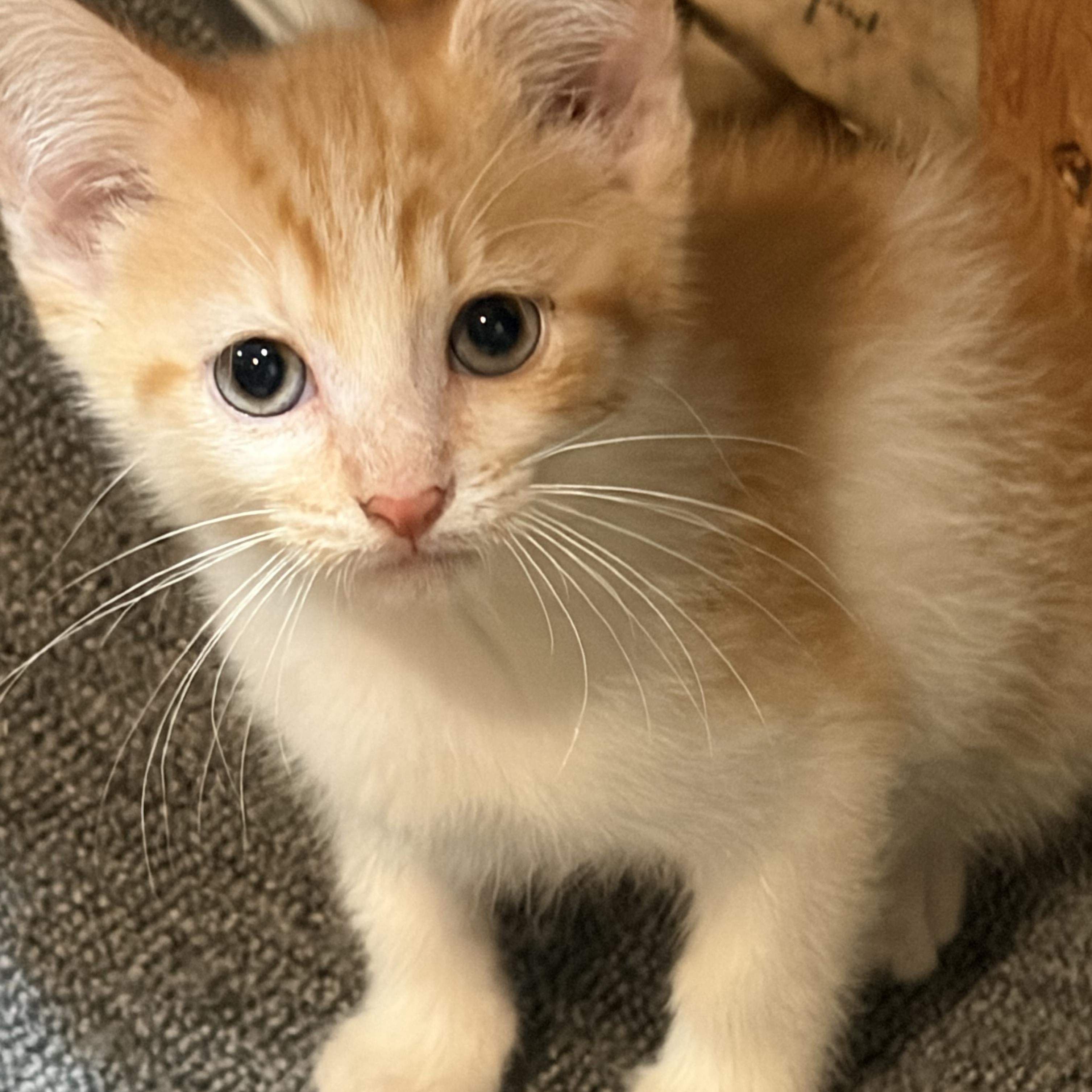 Enlarge Rusty, a Adoptable Domestic Short Hair in brant, MI image 2/3
