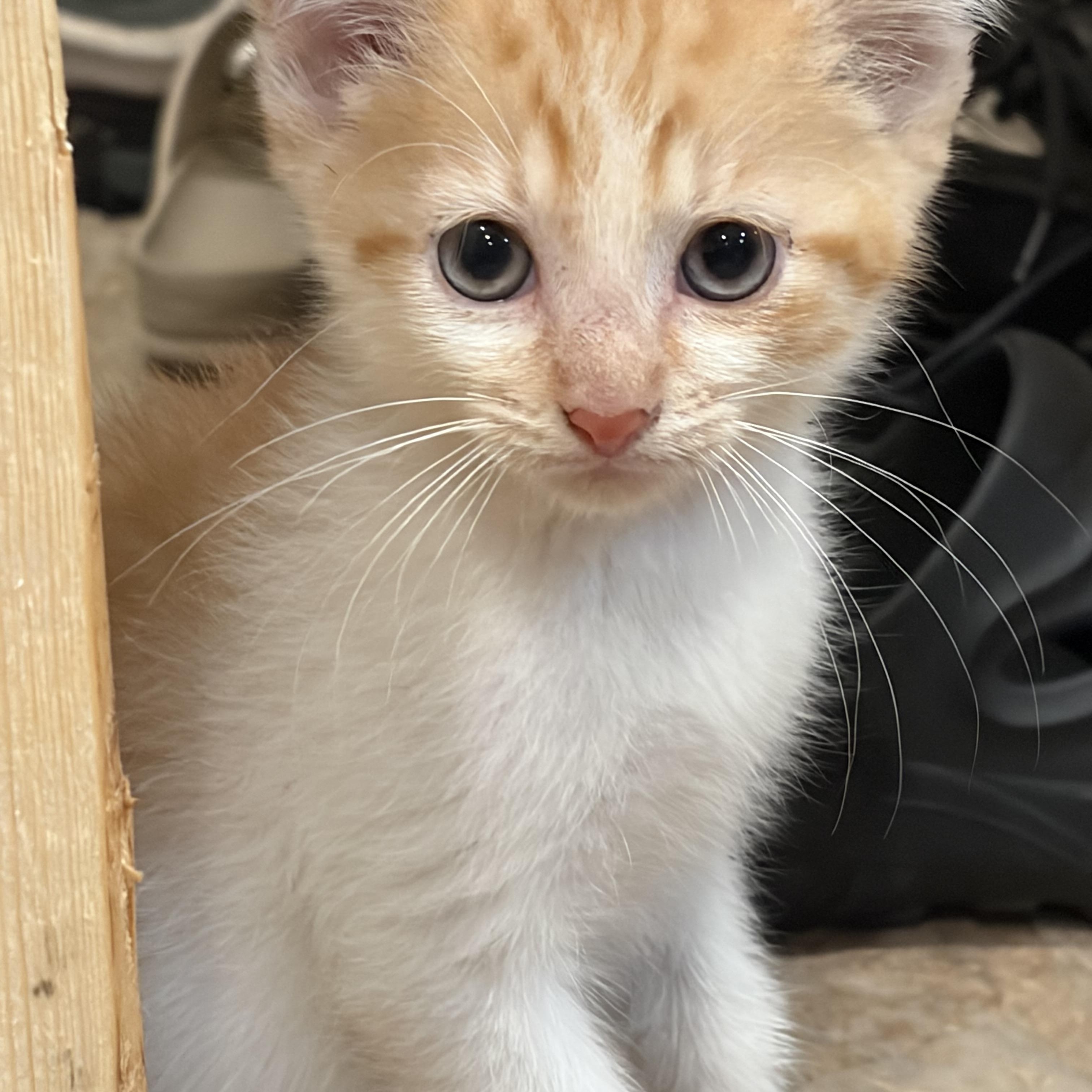 Enlarge Rusty, a Adoptable Domestic Short Hair in brant, MI image 3/3