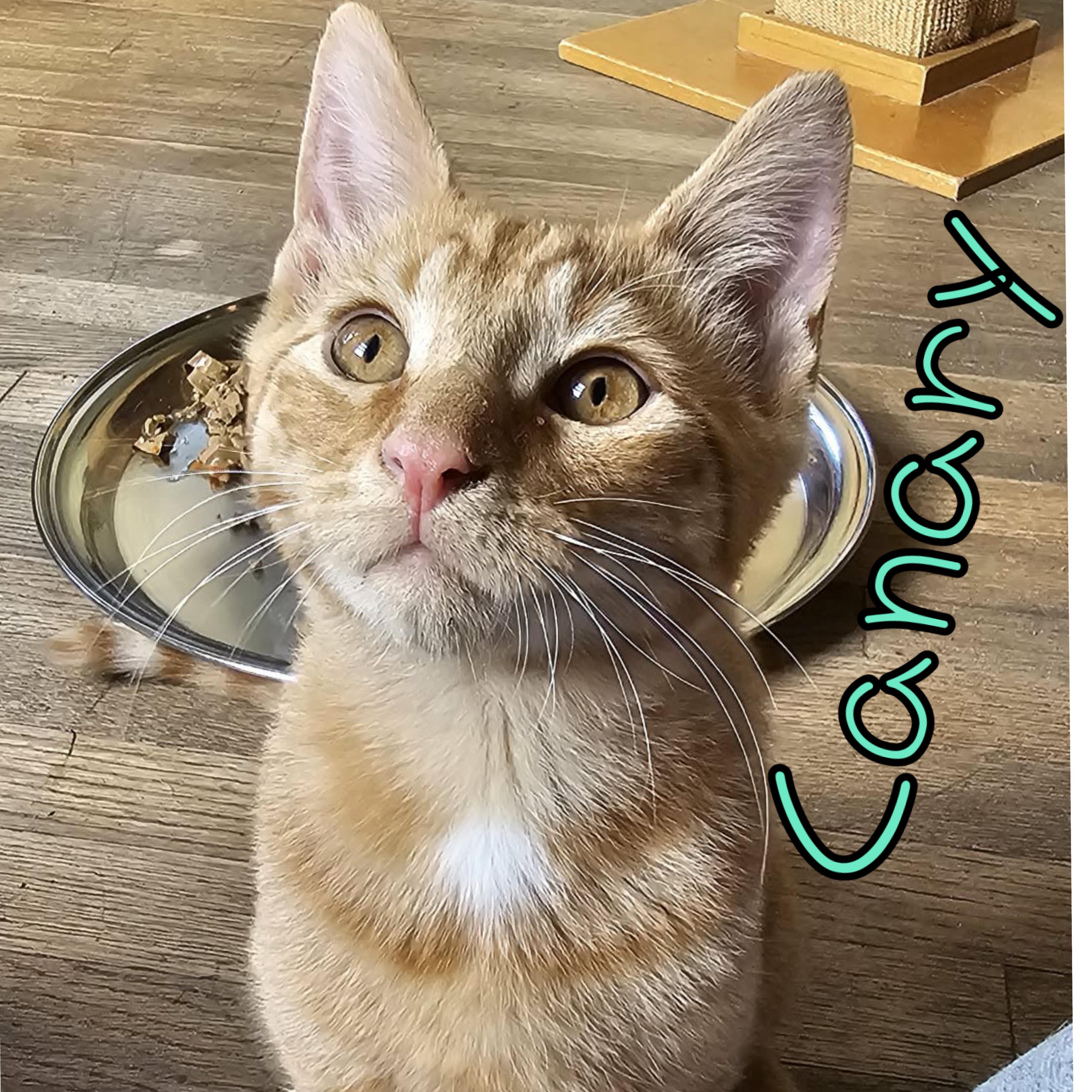 Enlarge 2026-015 Canary, a Adoptable Domestic Short Hair in Little Falls, NY image 1/2