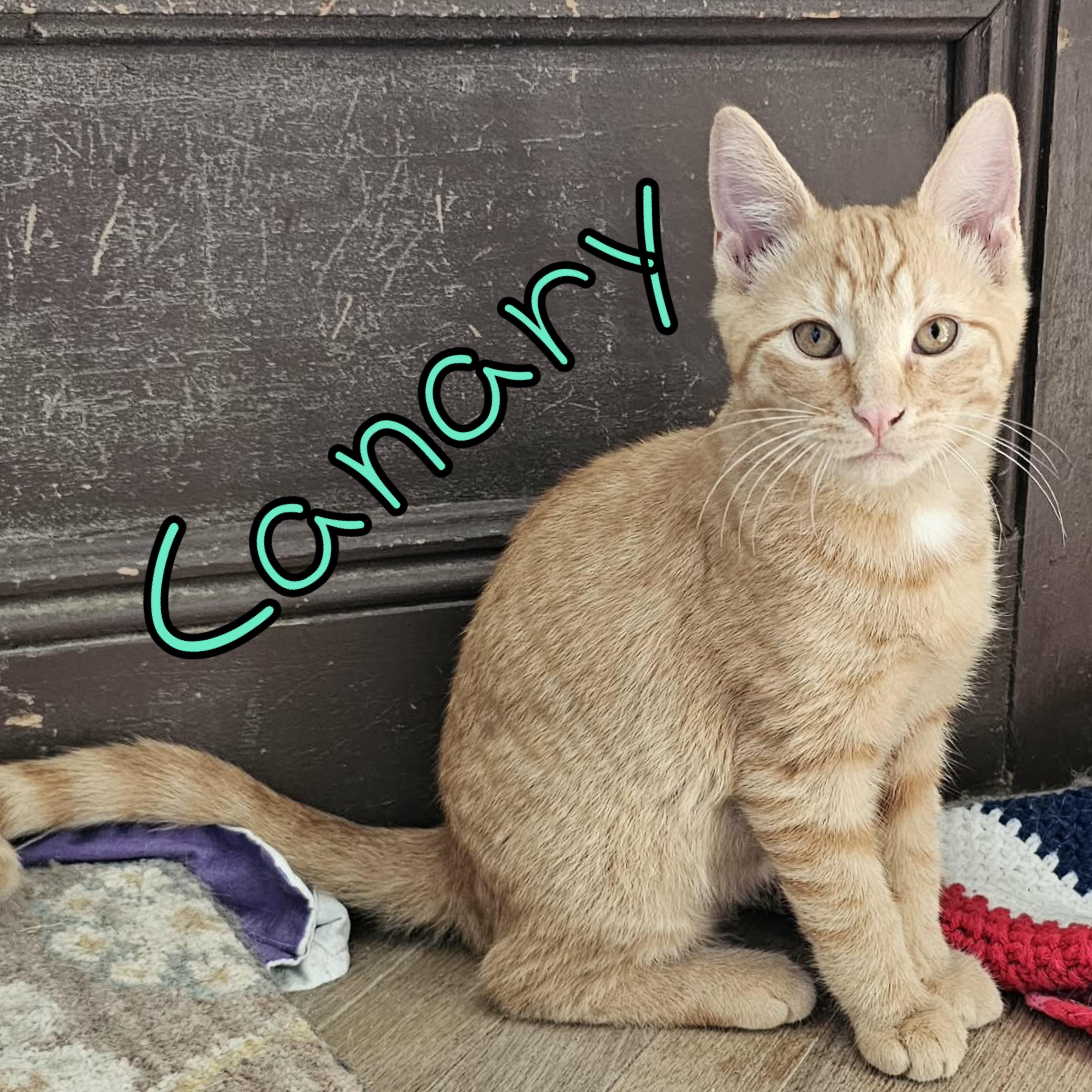 Enlarge 2026-015 Canary, a Adoptable Domestic Short Hair in Little Falls, NY image 2/2
