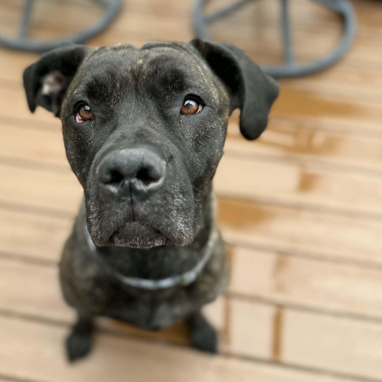 Cuddles in foster care , adopted, Young Female Cane Corso & Great Dane.