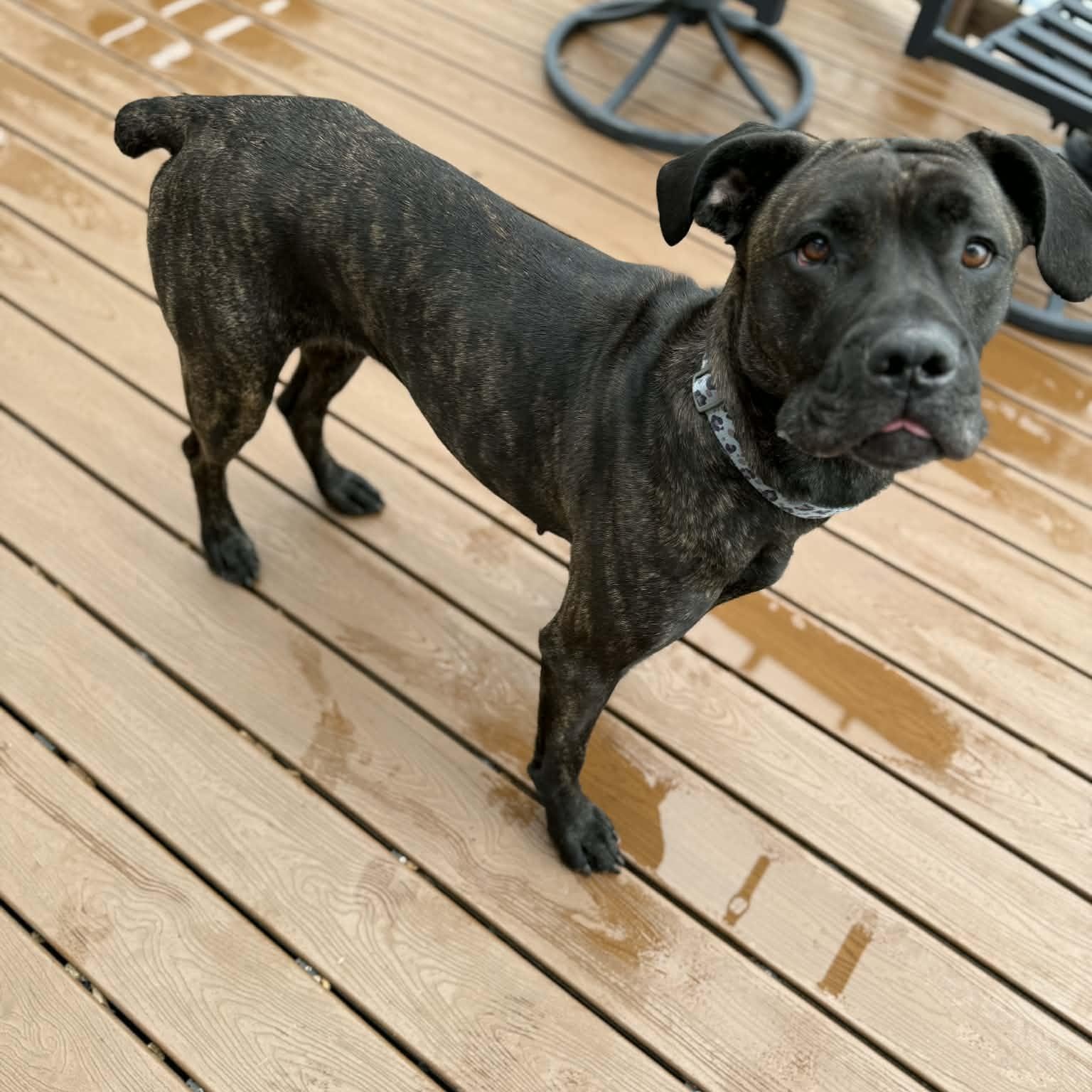 Enlarge Cuddles in foster care , an adopted mixed breed in Minooka, IL image 2/4