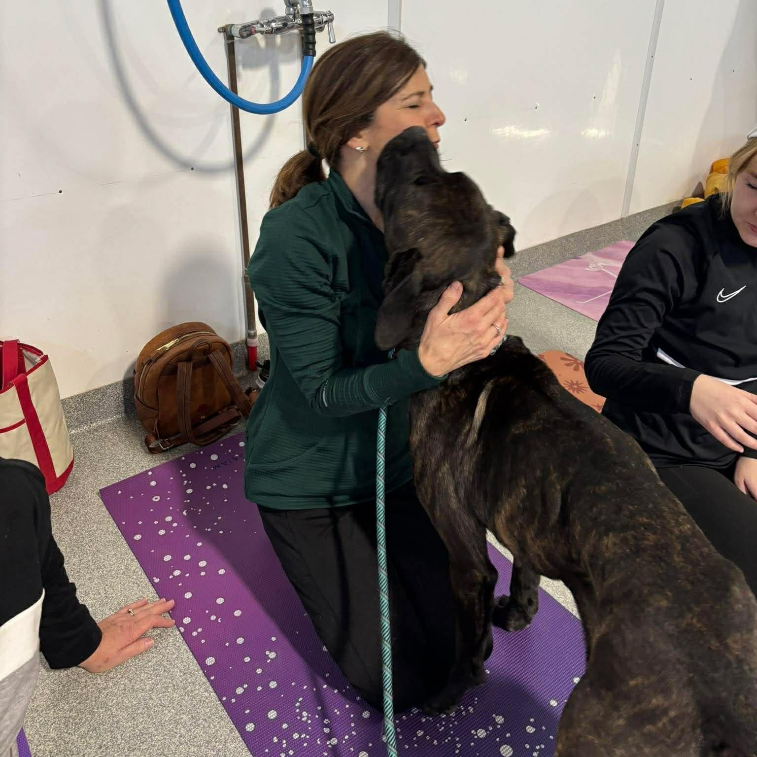 Enlarge Cuddles in foster care , an adopted mixed breed in Minooka, IL image 4/4