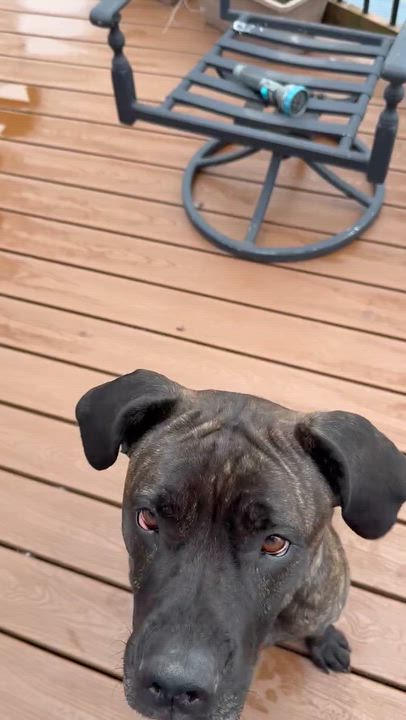 Enlarge Cuddles in foster care , an adopted mixed breed in Minooka, IL video 3/4