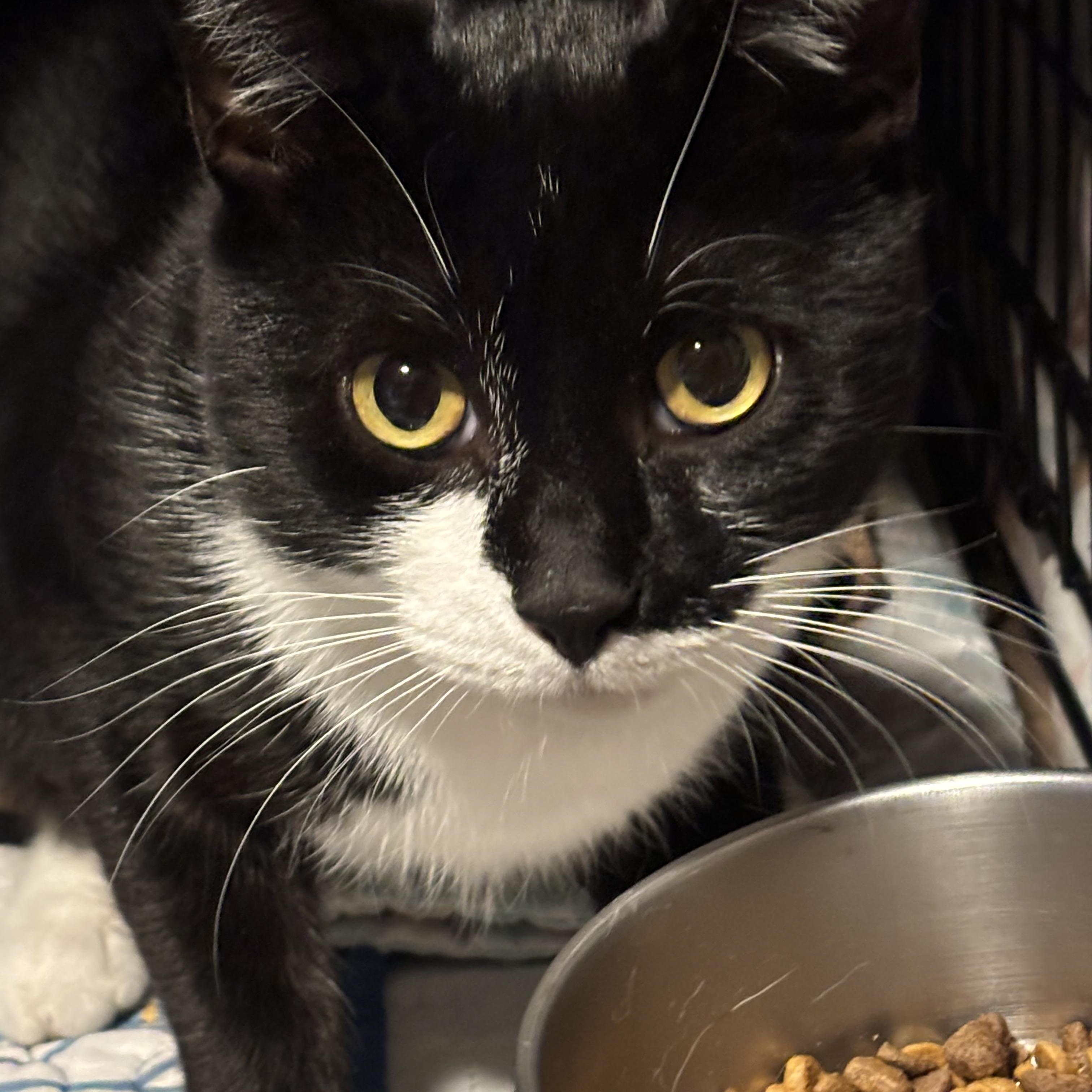 Enlarge JOHN, a Adoptable Domestic Short Hair in Pittsburgh, PA image 1/2
