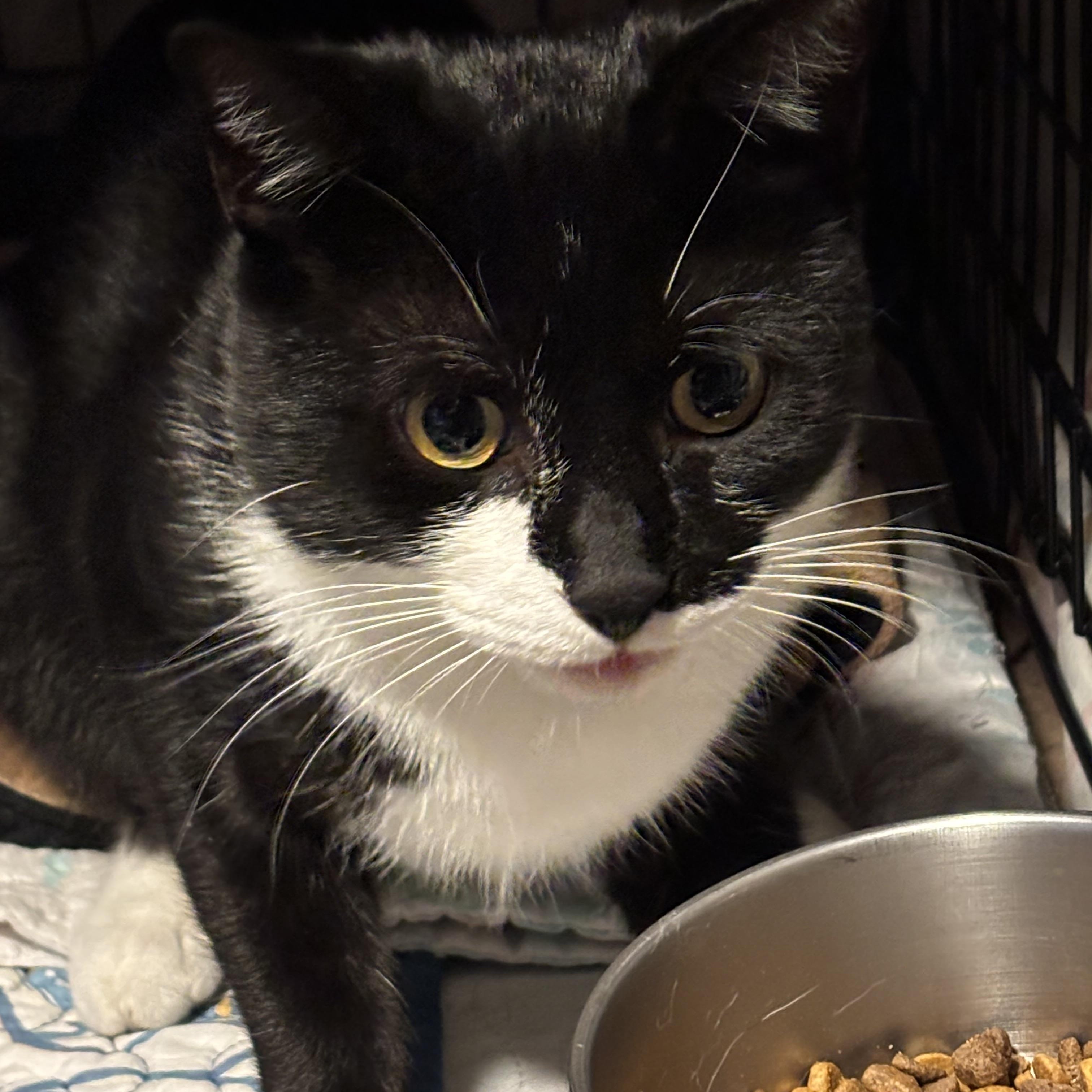 Enlarge JOHN, a Adoptable Domestic Short Hair in Pittsburgh, PA image 2/2