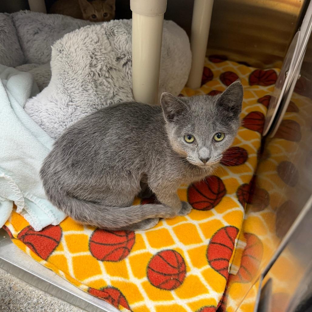 Meatloaf, Adoptable, Kitten Male Domestic Short Hair.