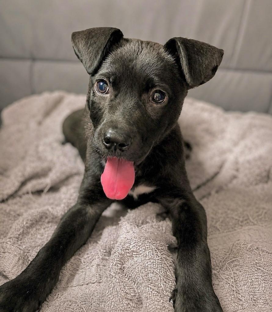 Buttons (Local), Adoptable, Puppy Female Labrador Retriever & Terrier.