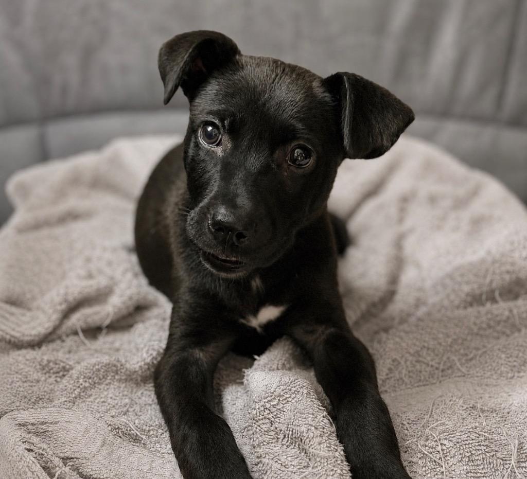 Enlarge Buttons (Local), a Adoptable mixed breed in Princeton, MA image 2/6