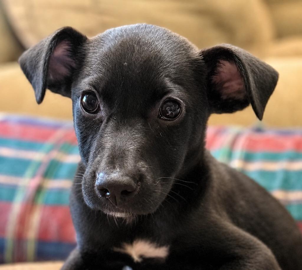 Enlarge Buttons (Local), a Adoptable mixed breed in Princeton, MA image 3/6