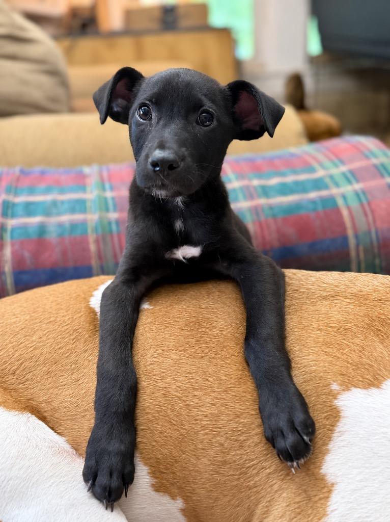 Enlarge Buttons (Local), a Adoptable mixed breed in Princeton, MA image 4/6