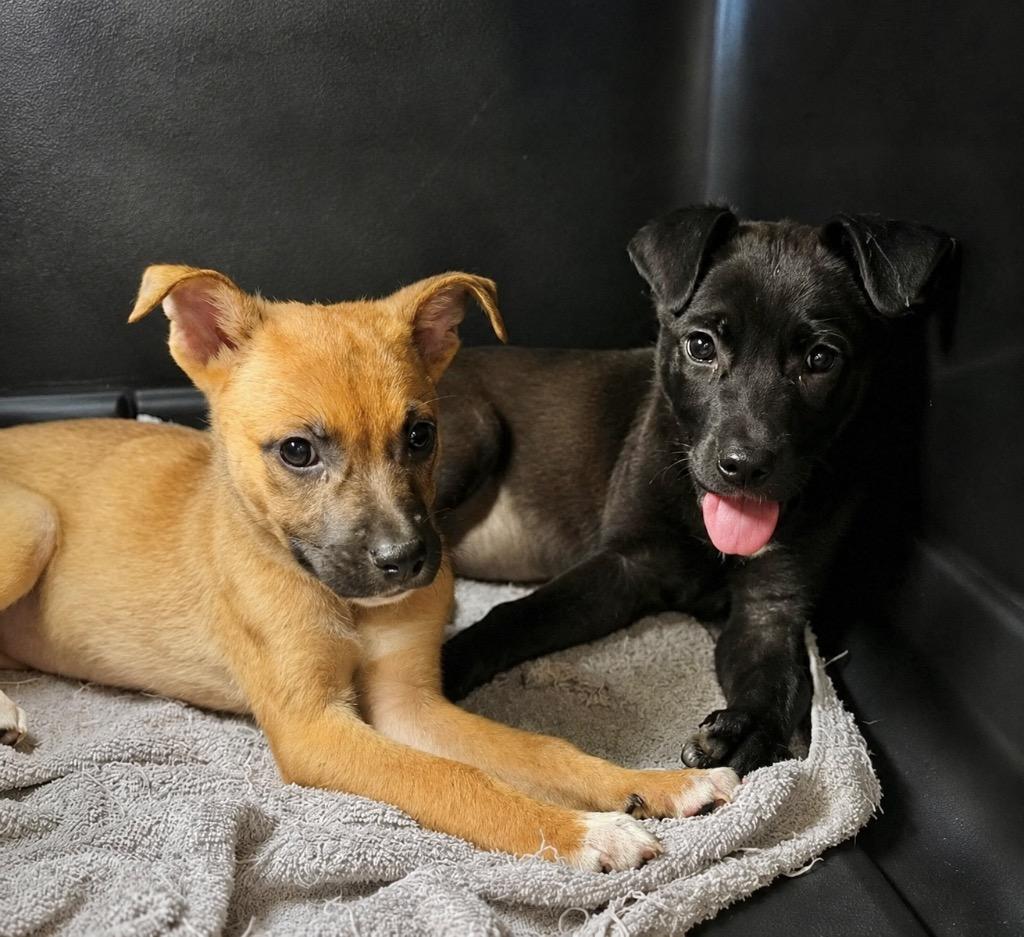 Enlarge Buttons (Local), a Adoptable mixed breed in Princeton, MA image 5/6