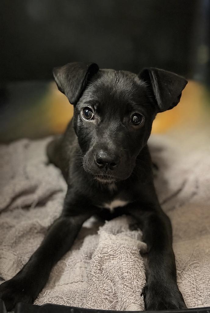 Enlarge Buttons (Local), a Adoptable mixed breed in Princeton, MA image 6/6