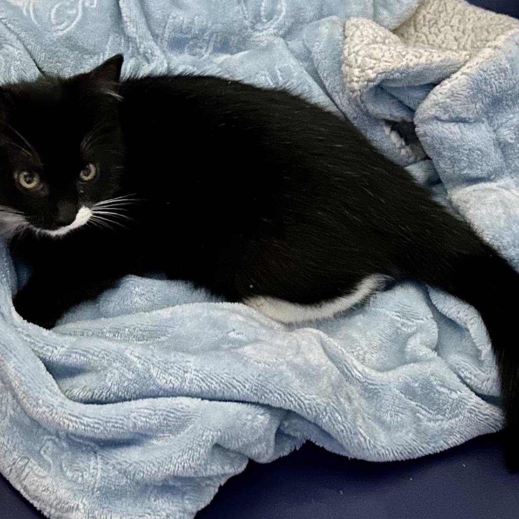 Enlarge Tiana, a Adoptable Domestic Short Hair in Moses Lake, WA image 1/2