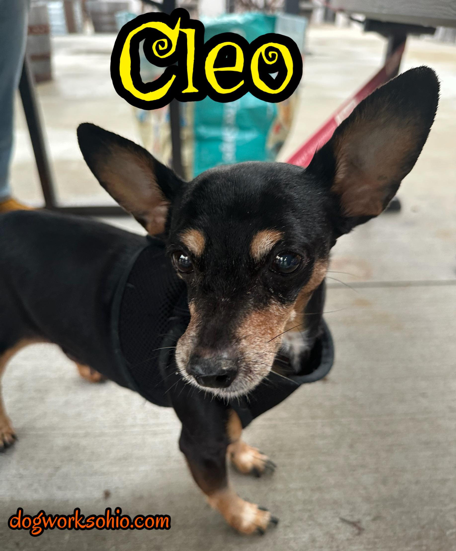Cleo, a Adoptable mixed breed in Toledo, OH image 1/2