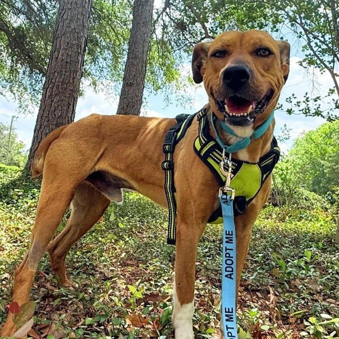Colby, Adoptable, Adult Male Mixed Breed.