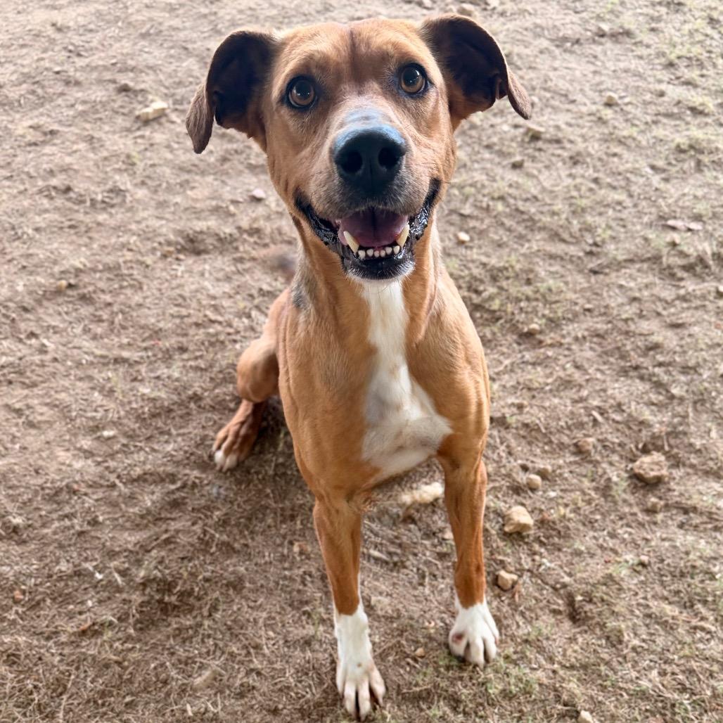 Colby, a Adoptable Mixed Breed in Gainesville, GA image 2/4