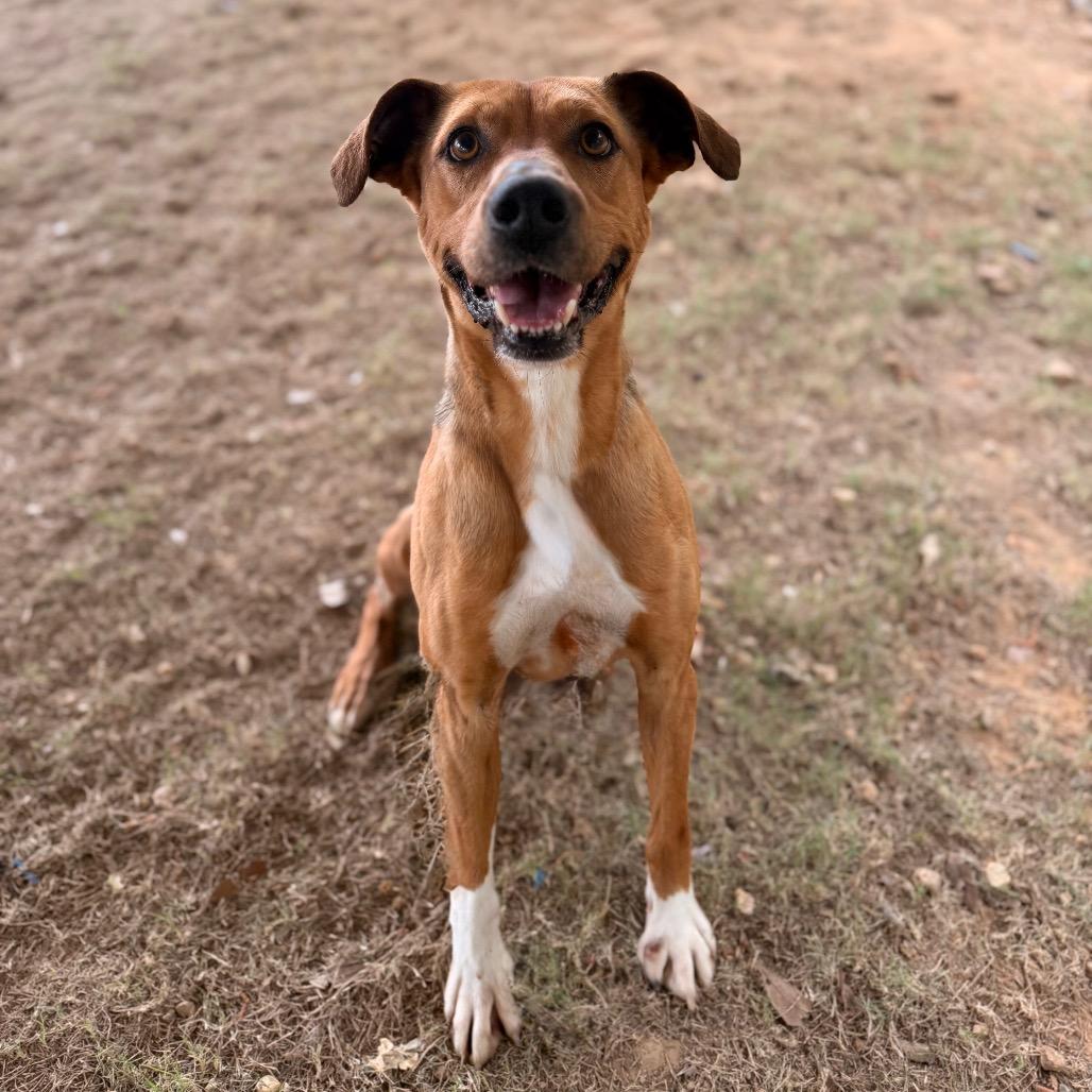 Colby, a Adoptable Mixed Breed in Gainesville, GA image 3/4