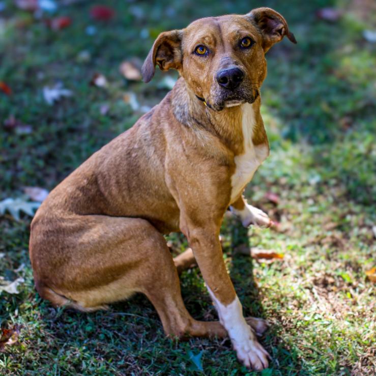 Colby, a Adoptable Mixed Breed in Gainesville, GA image 4/4