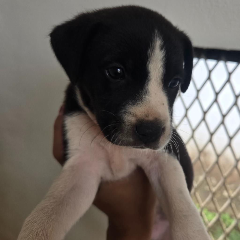 Enlarge Boq, a Adoptable mixed breed in Mangilao, GU image 1/2