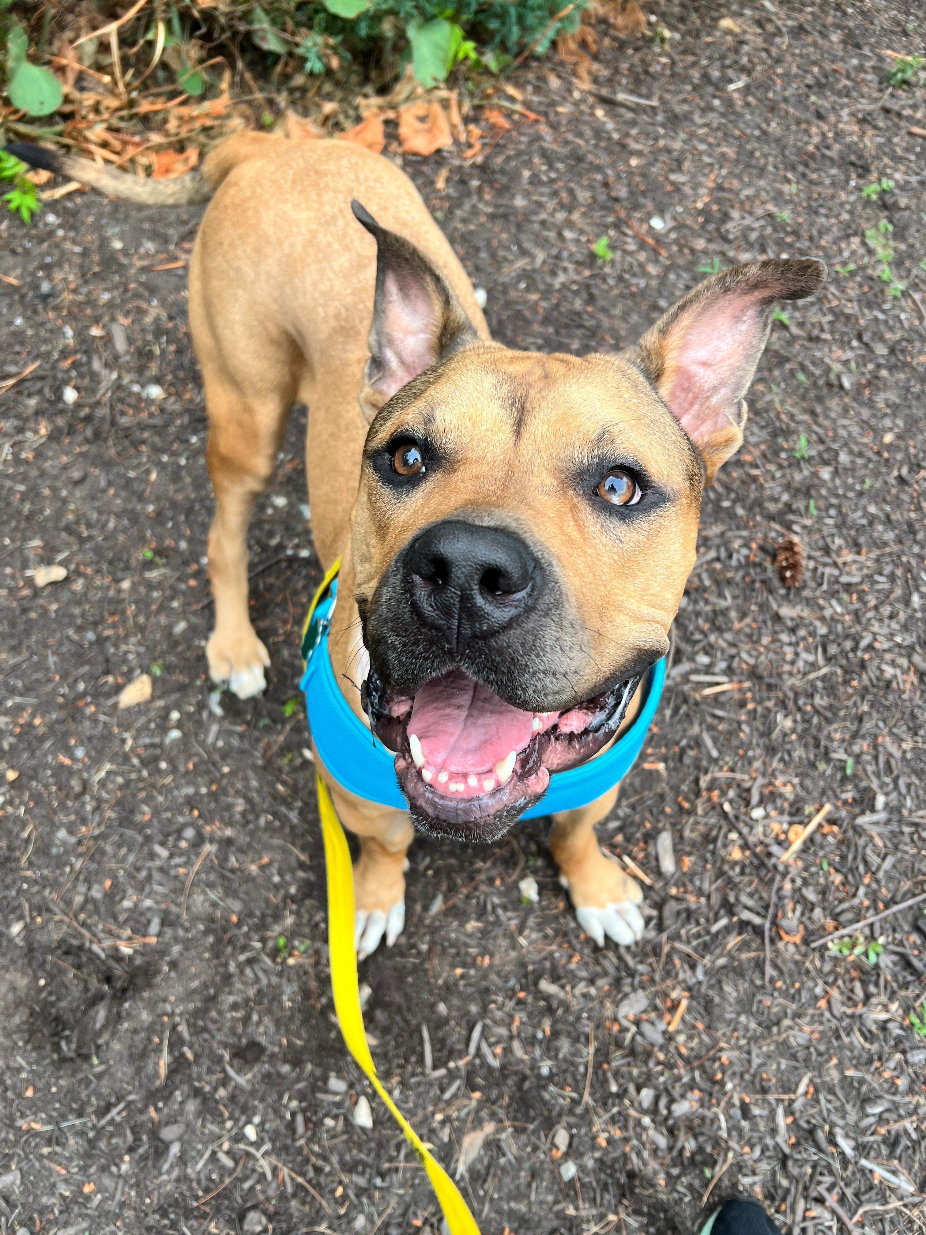 Matilda, ADOPTABLE, Young Female Pit Bull Terrier.