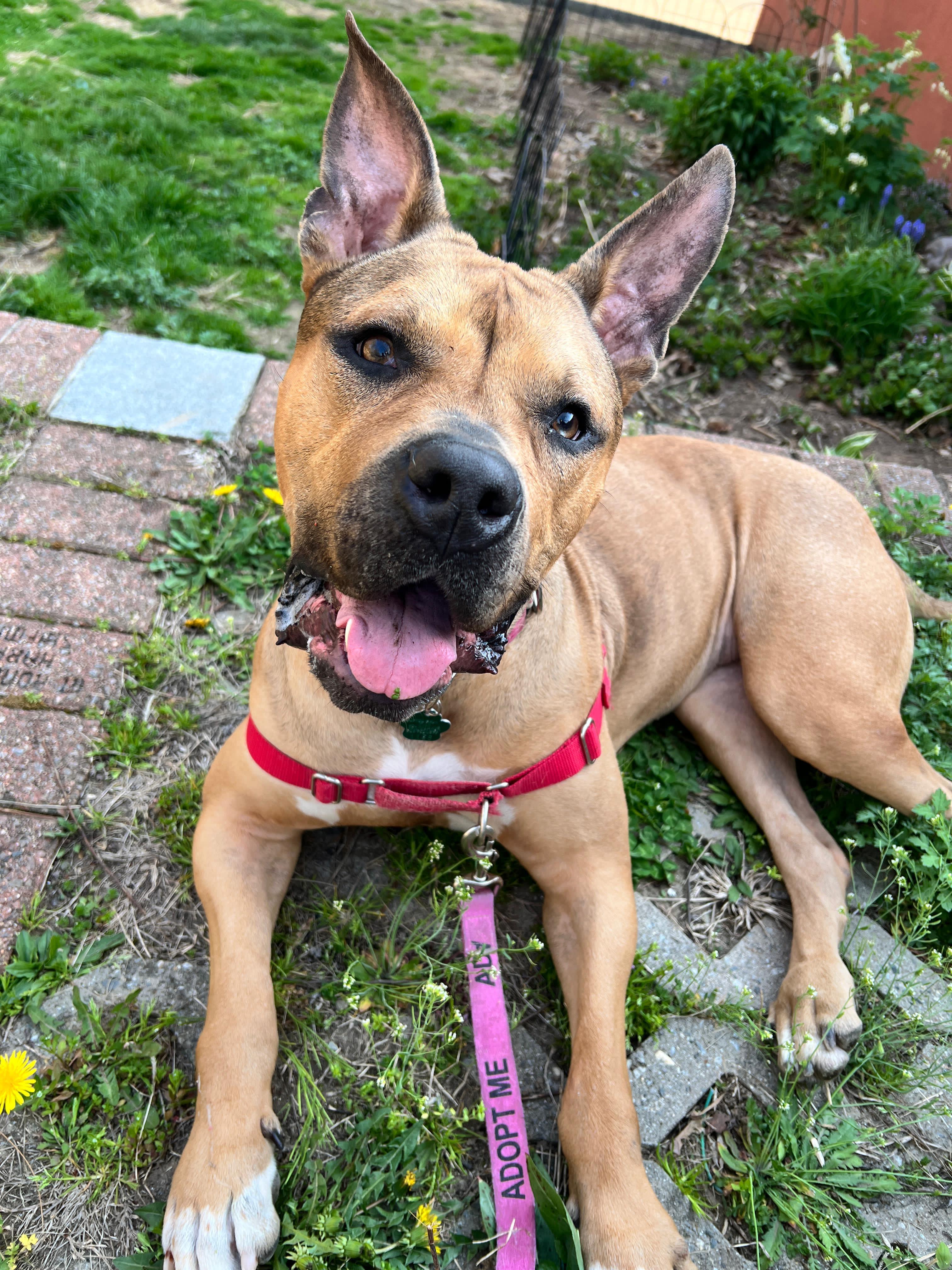 Matilda, ADOPTABLE, Young Female Pit Bull Terrier.