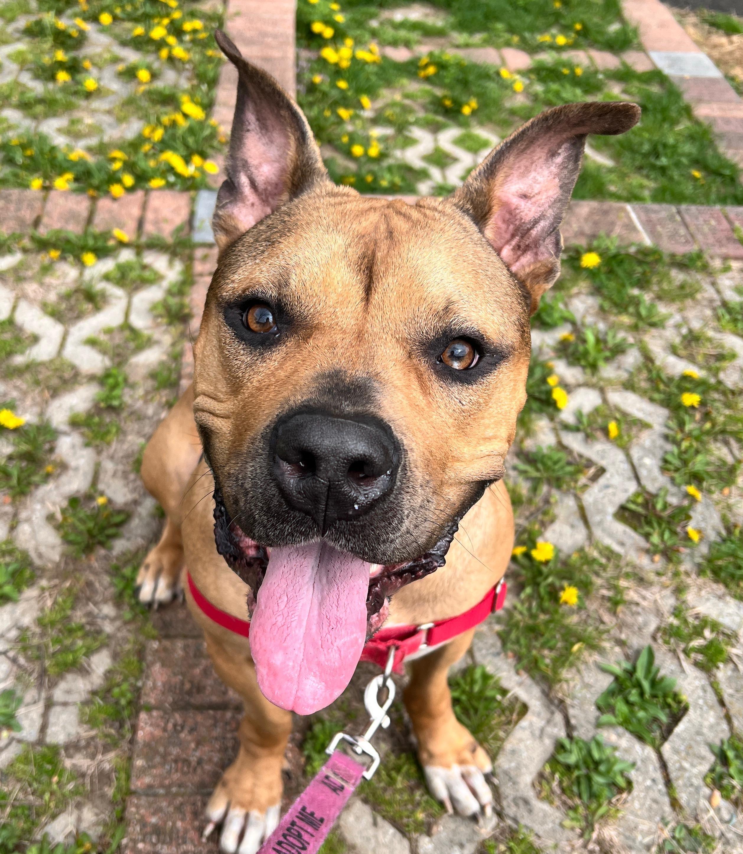 Enlarge Matilda, a ADOPTABLE mixed breed in Norwalk, CT image 5/6